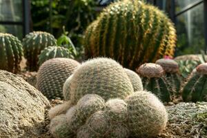 cactus tuin divers types van mooi cactussen exotisch cactus verzameling. foto