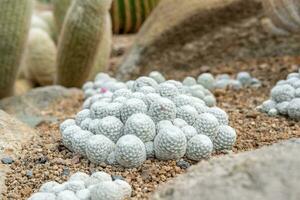 cactus tuin divers types van mooi cactussen exotisch cactus verzameling. foto