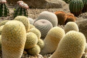 cactus tuin divers types van mooi cactussen exotisch cactus verzameling. foto