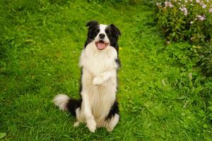 buiten portret van schattige lachende puppy border collie zittend op park achtergrond. hondje met grappig gezicht in zonnige zomerdag buitenshuis. dierenverzorging en grappige dieren leven concept. foto