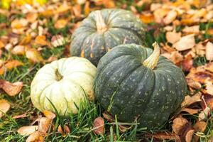 herfst- achtergrond. herfst vallen pompoenen Aan droog vallen bladeren tuin achtergrond buitenshuis. oktober september behang verandering van seizoenen rijp biologisch voedsel concept halloween partij dankzegging dag. foto