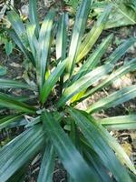 kaya blad sap is nuttig in acne, lepra, suikerziekte. bloem olie helpt verminderen maag pijn. keora bloem water is gebruikt in biryani Koken. keora water is gemaakt van deze bloem in de verdamping foto