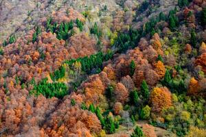 kleurrijk Woud in de herfst foto