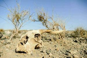 een dood koe schedel in de woestijn foto