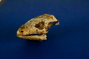 een schedel van een dinosaurus Aan een blauw oppervlakte foto