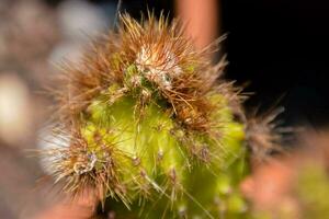 een dichtbij omhoog van een cactus fabriek met bruin en wit bloemen foto