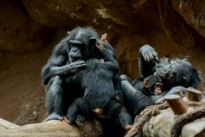 chimpansees spelen met elk andere in hun bijlage foto