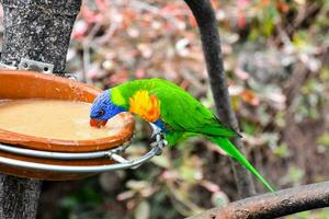 een kleurrijk vogel drinken van een kom foto