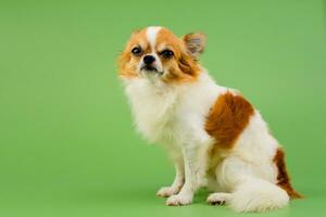 chihuahua hond zittend aan het wachten naar worden gefotografeerd in de studio een schattig weinig puppy met pleiten ogen. foto