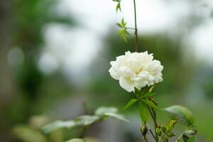 wit roos met wazig achtergrond foto