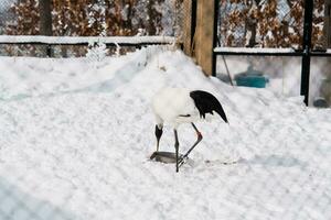 flamingo Bij asahiyama dierentuin in winter seizoen. mijlpaal en populair voor toeristen attracties in asahikawa, hokkaido, Japan. reizen en vakantie concept foto