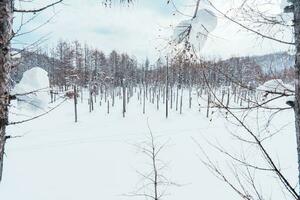 biei blauw vijver met sneeuw in winter seizoen. mijlpaal en populair voor attracties in hokkaido, Japan. reizen en vakantie concept foto