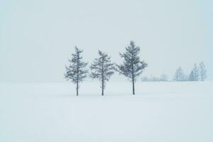 mooi mild zeven heuvels boom met sneeuw in winter seizoen Bij biei lapwerk weg. mijlpaal en populair voor attracties in hokkaido, Japan. reizen en vakantie concept foto