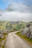 toneel- weg en mooi bergen in Noorwegen foto