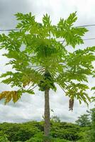 fiji, een land in de zuiden grote Oceaan, palm boom door de pier foto