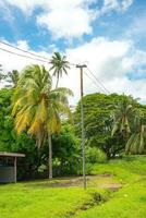 palm boom en andere fabriek in tropisch regen Woud laautoka, fiji foto