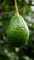 detailopname avocado's fruit hangende in de boom foto