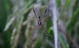 spin in de web Aan een wazig achtergrond. selectief focus. foto