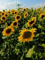 een veld- van zonnebloemen met een blauw lucht in de achtergrond foto