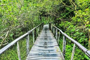een houten brug in de oerwoud foto