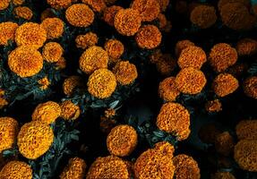 Tagetes erectie, Damasquina, cempasuchil bloemen gebruikt naar versieren Aan de dag van de dood in Mexico foto