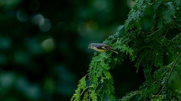 klein minivet neergestreken Aan boom foto