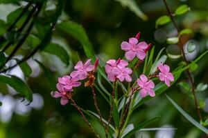 roze zoet oleander, roos baai bloeiend in de tuin foto