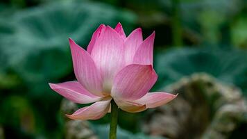 lotus bloem bloeiend in de tuin foto