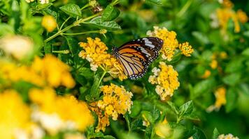 mooi beeld in natuur van monarch vlinder Aan lantana bloem. foto