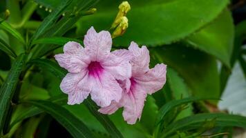 ruellia tuberosa bloem bloeiend in de tuin foto