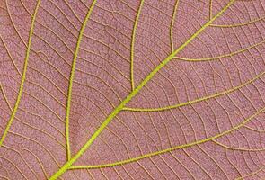 dichtbij omhoog van kleurrijk ventrale kant van jong maanlicht boom blad structuur achtergrond foto