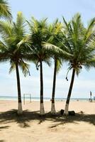 een groep van palm bomen Aan de strand foto