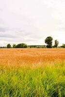 een veld- van gouden tarwe foto