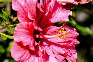 een roze hibiscus bloem is bloeiend in de zon foto