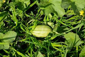 een groen squash in de midden- van een veld- foto