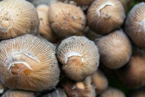 detailopname foto van coprinaceae champignons. botanisch naam is psathyrellaceae.