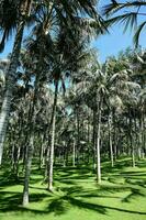 palm bomen in de gras foto