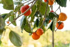 kaki boom vers fruit dat is rijpte hangende Aan de takken in fabriek tuin. sappig fruit en rijp fruit met kaki bomen lief knapperig sappig zoet in dalat stad, Vietnam foto