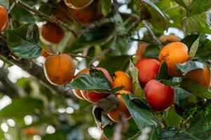 kaki boom vers fruit dat is rijpte hangende Aan de takken in fabriek tuin. sappig fruit en rijp fruit met kaki bomen lief knapperig sappig zoet in dalat stad, Vietnam foto