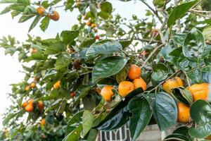 kaki boom vers fruit dat is rijpte hangende Aan de takken in fabriek tuin. sappig fruit en rijp fruit met kaki bomen lief knapperig sappig zoet in dalat stad, Vietnam foto