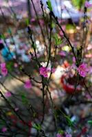 kleurrijk roze bloesems bloeien in klein dorp voordat tet festival, Vietnam maan- jaar. visie van perzik takken en kers bloesems met Vietnamees voedsel voor tet vakantie foto