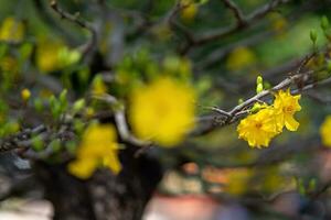 hoezo mai boom - ochna integerrima bloem, traditioneel maan- nieuw jaar - tet vakantie in Vietnam. abrikoos bloeien helder geel bloemen in de voorjaar tuin. foto