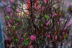 kleurrijk roze bloesems bloeien in klein dorp voordat tet festival, Vietnam maan- jaar. visie van perzik takken en kers bloesems met Vietnamees voedsel voor tet vakantie foto