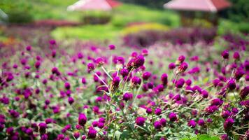 natuur Purper bloemen en blad foto