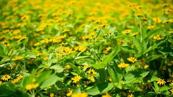 natuur geel bloem en blad foto