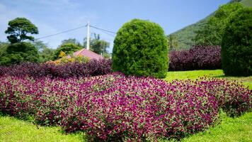 natuur Purper bloemen en blad foto