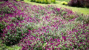 natuur Purper bloemen en blad foto