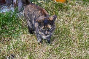 driekleur kat Aan een achtergrond van groen gras. foto