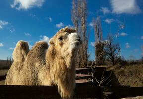 kameel gezicht detailopname Aan een boerderij in de dorp foto
