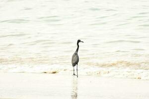 een vogel wandelen langs de strand in de oceaan foto